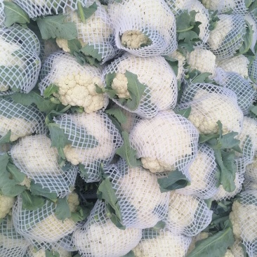 有机花菜河南开封花菜基地大量上市货源充足长期供货产地直