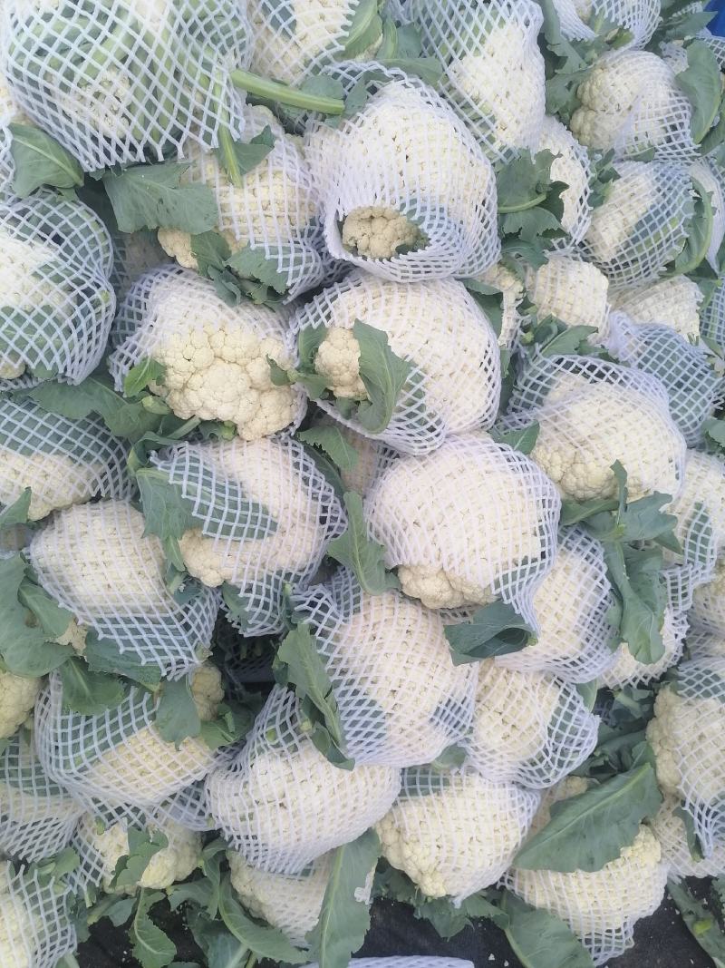 有机花菜河南开封花菜基地大量上市货源充足长期供货产地直