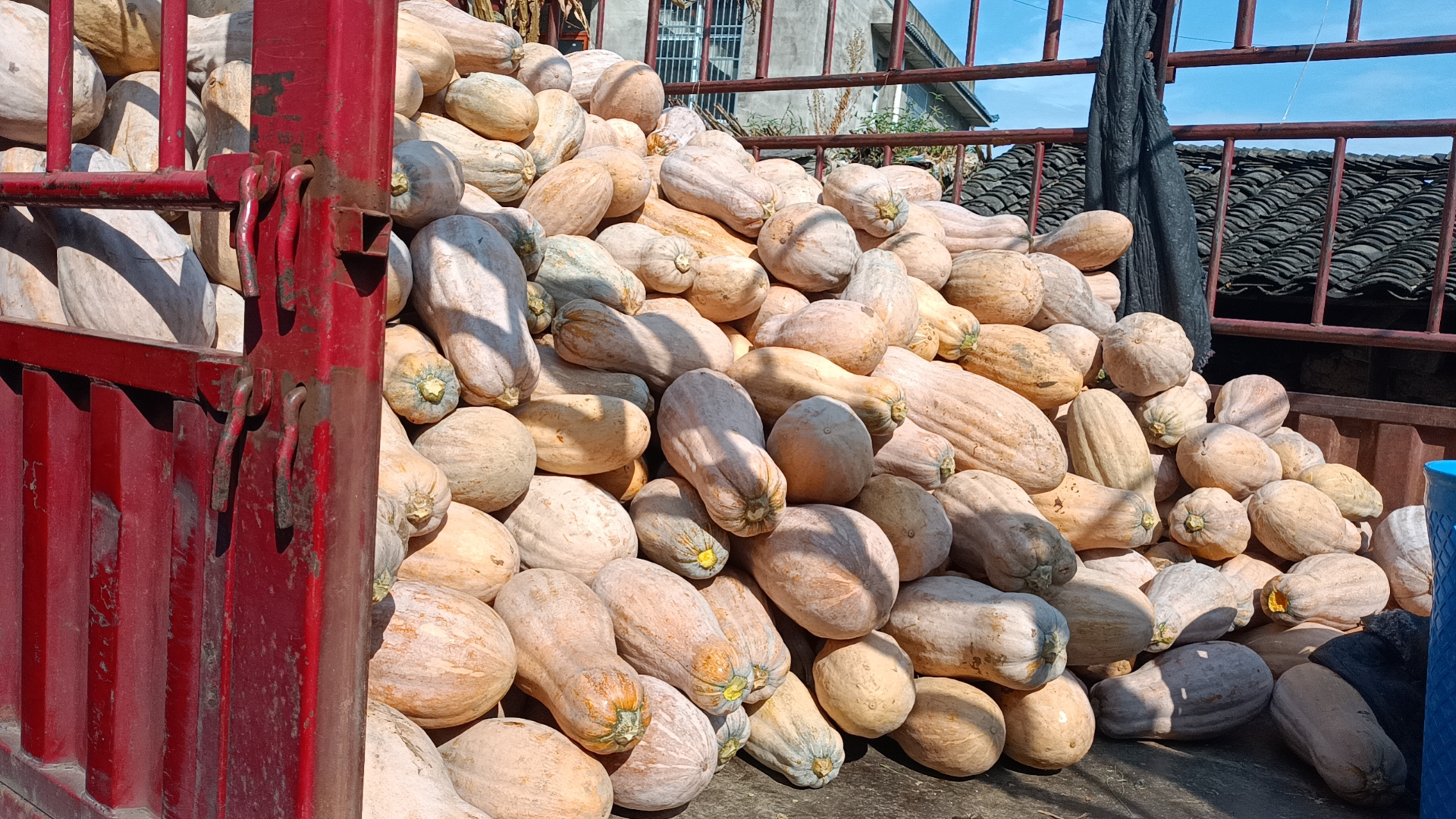 金秋时节的蜜本南瓜丰收场景,多名农民在田地中忙碌采摘,成堆的成熟南瓜被集中堆放,准备装车运输,背景中有农用三轮车和编织袋,展现出一派喜获丰收的景象 蜜本南瓜丰收采摘现场