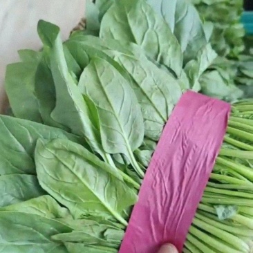 精品菠菜