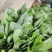 精品菠菜