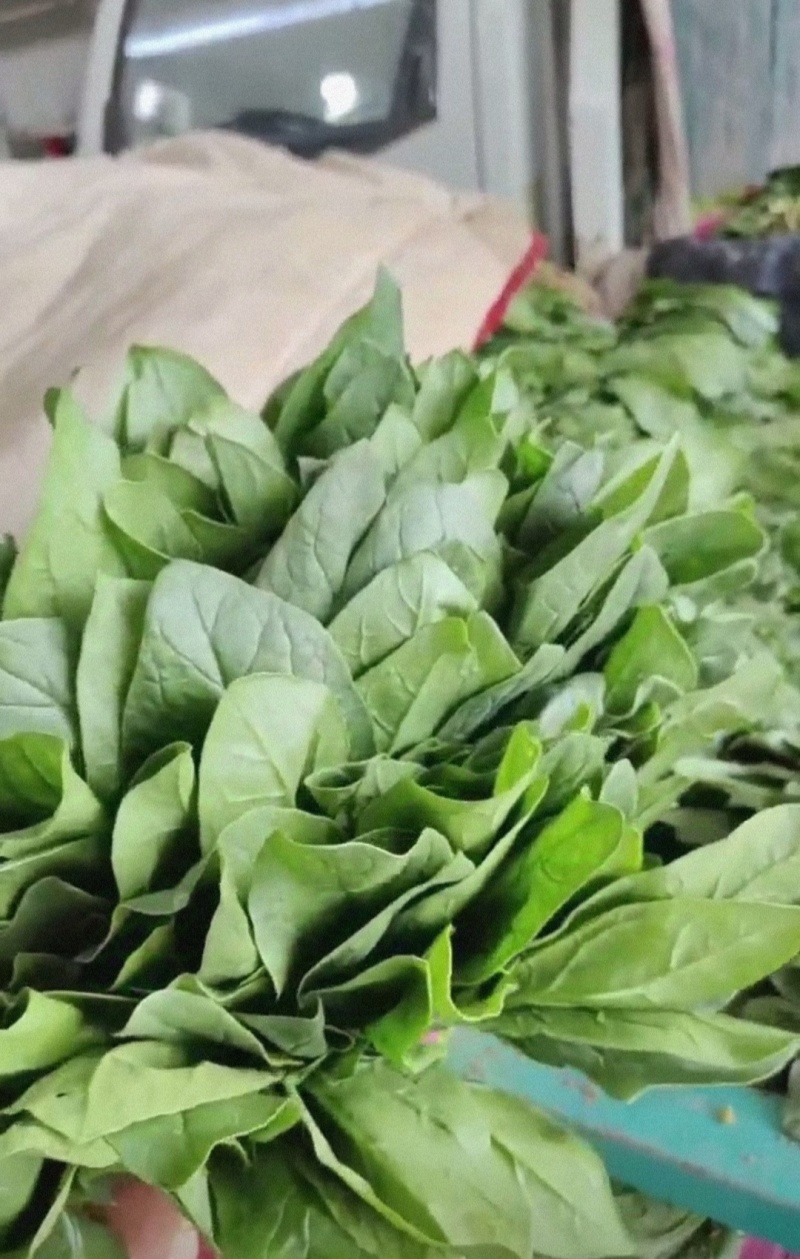 精品菠菜