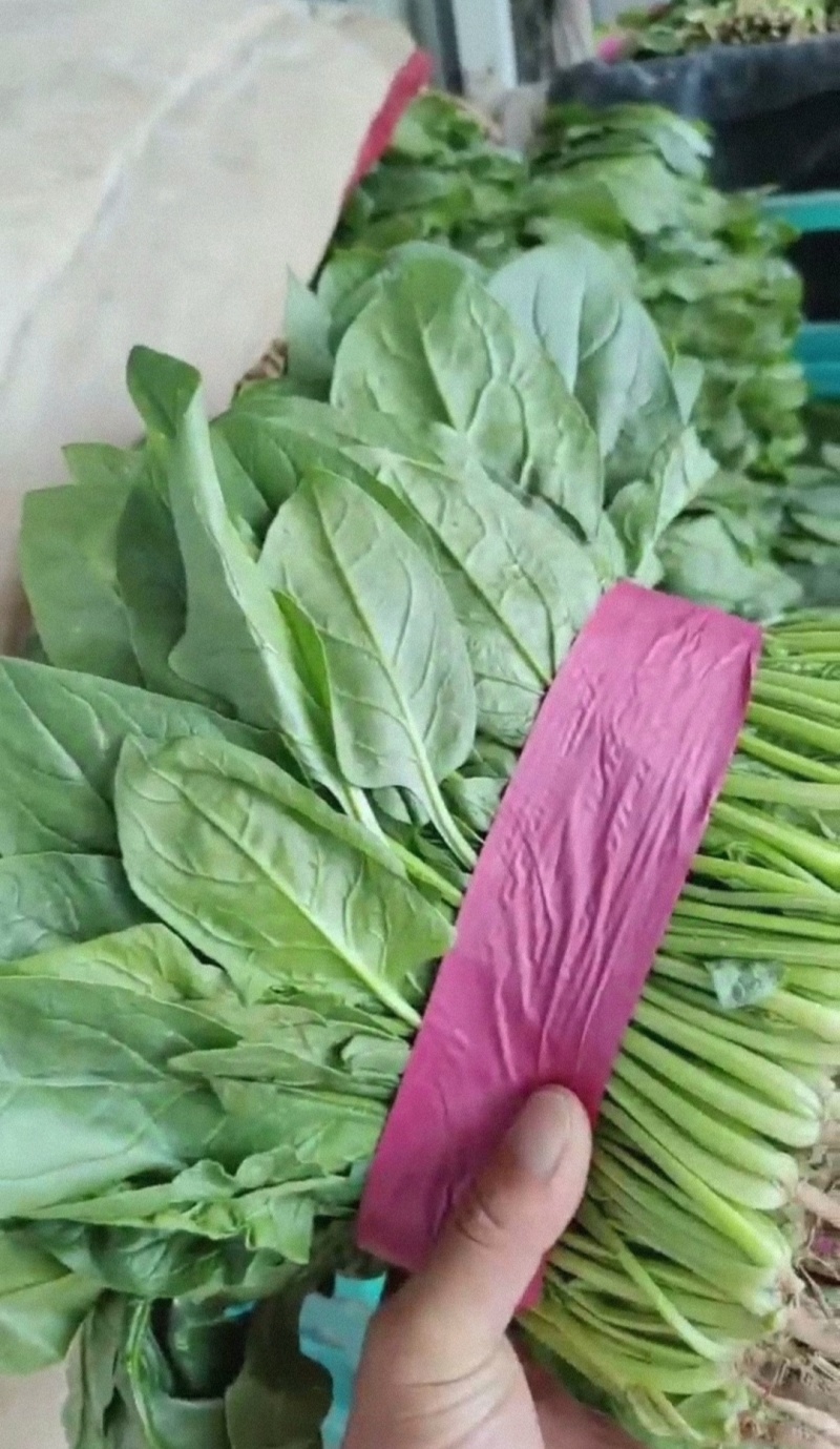 精品菠菜