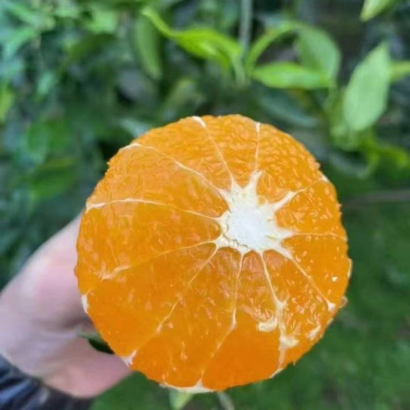 爱媛果冻橙。果肉细腻无渣，水分超足，皮薄，果面光滑。