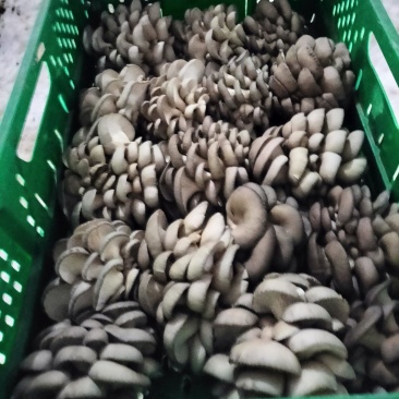 洛阳伊川平菇量大从优。