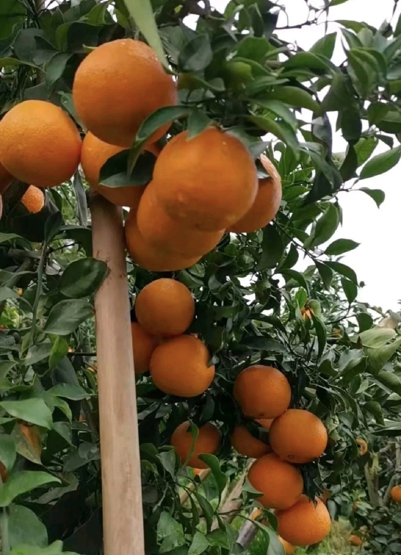 【实力】爱媛橙果冻橙湖北直发保质保量供货发货全国