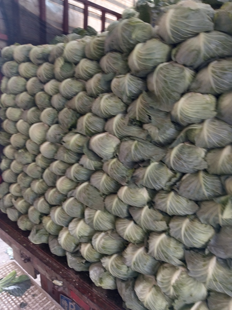 基地扁包墨玉，清秀，个头二三斤，当天采摘上车，大量现货