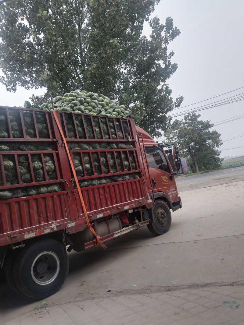 基地扁包墨玉，清秀，个头二三斤，当天采摘上车，大量现货