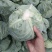 基地扁包墨玉,清秀,个头二三斤,当天采摘上车,大量现货