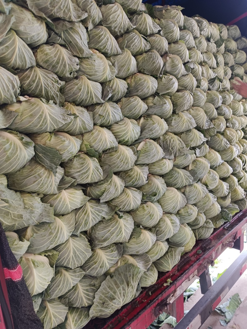 基地扁包墨玉，清秀，个头二三斤，当天采摘上车，大量现货
