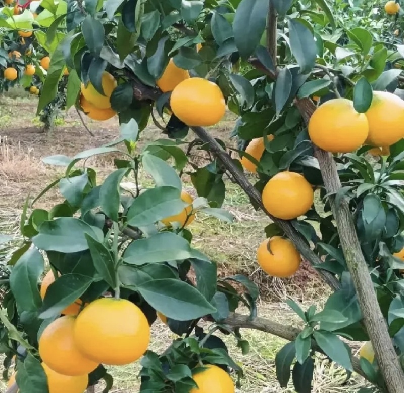【推荐】爱媛橙正大量供应可以视频看货保质保量供货
