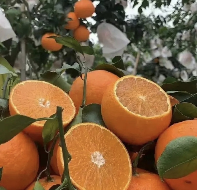 【推荐】爱媛橙正大量供应可以视频看货保质保量供货