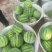 无籽麒麟西瓜