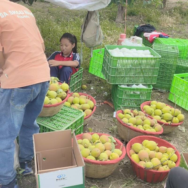 正宗库尔勒香梨自产自销