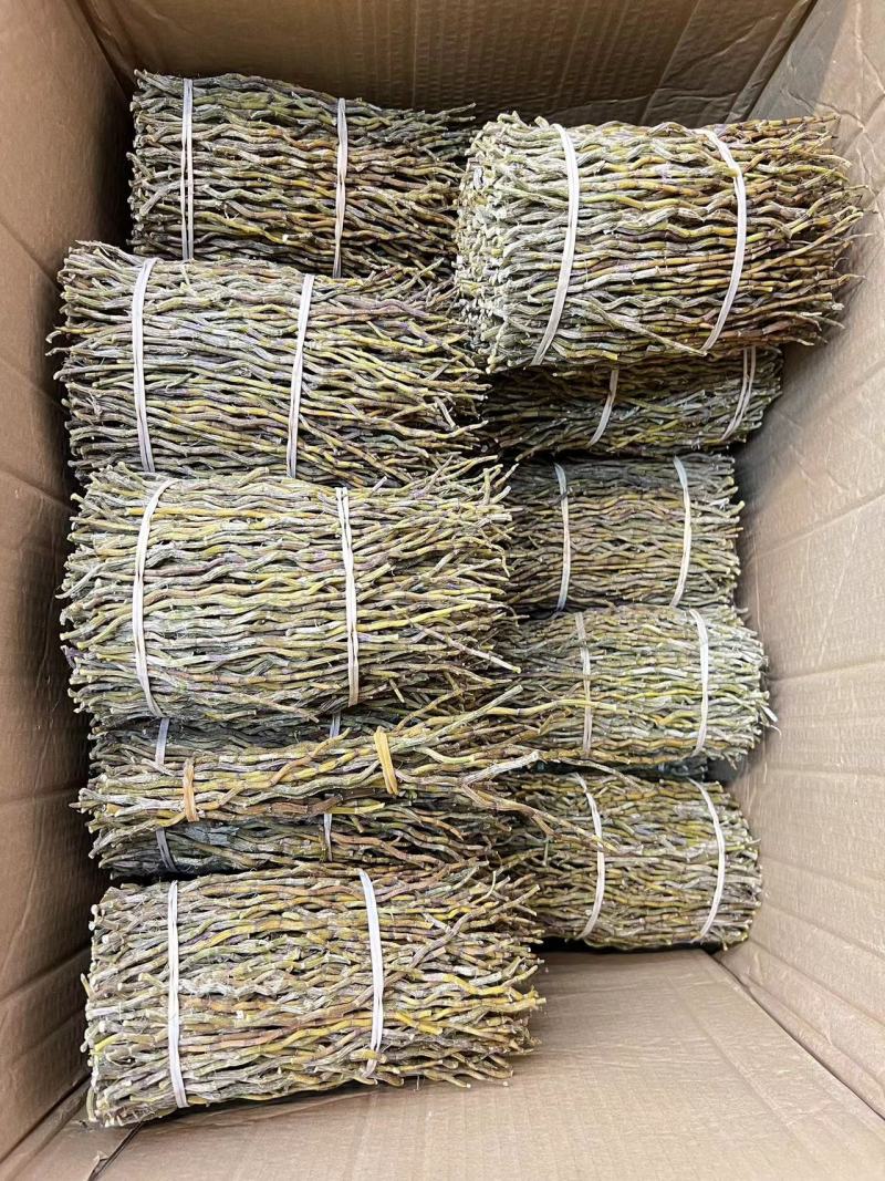 铁皮石斛条基地一手货源直发，品质保证，欢迎来电洽谈合作