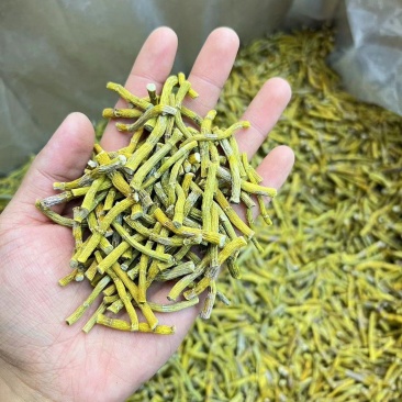 黄金铁皮石斛寸条一手货源，量大从优，品质保证欢迎电联