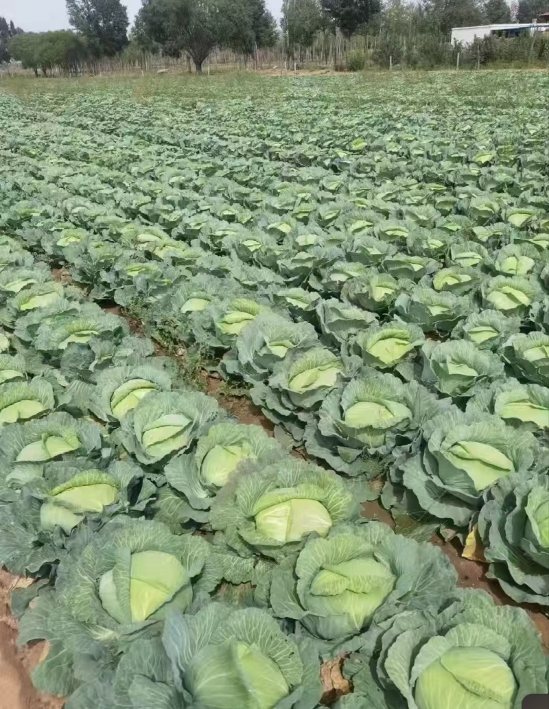 【热卖】湖北甘蓝平包圆包奥奇娜京丰一号基地直发保质保量