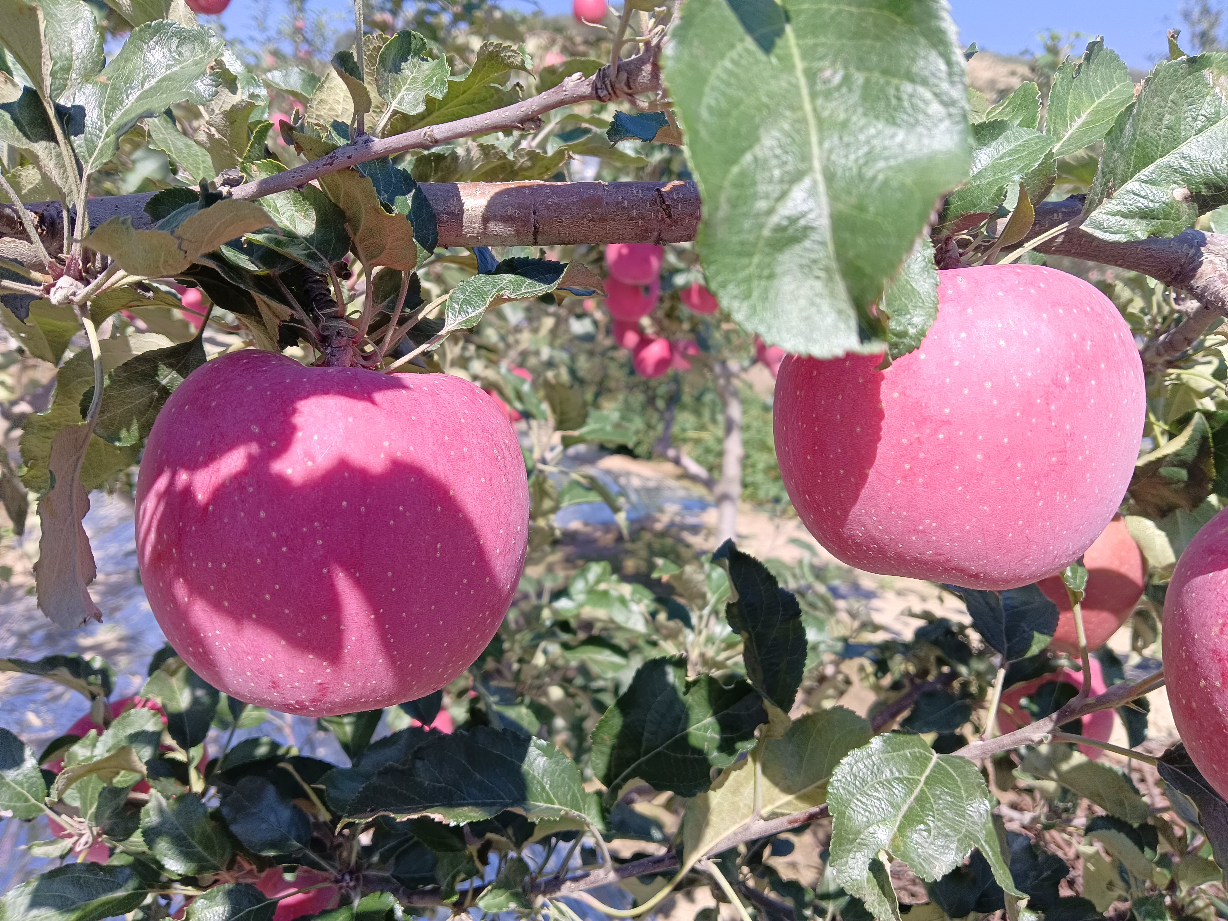 果园中红富士苹果成熟期的果树林,果实颜色由绿转红,阳光透过枝叶洒在苹果上 果园中红富士苹果成熟期的果树林