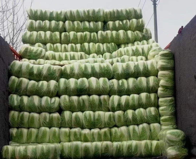 【热卖】黄心白菜湖北精品白菜产地直发保质保量可视频
