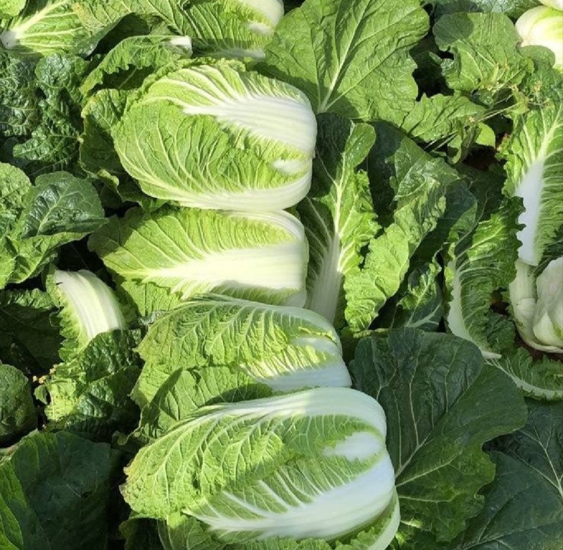 【热卖】黄心白菜湖北精品白菜产地直发保质保量可视频