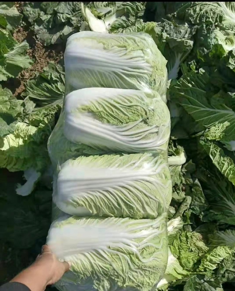 【热卖】黄心白菜湖北精品白菜产地直发保质保量可视频