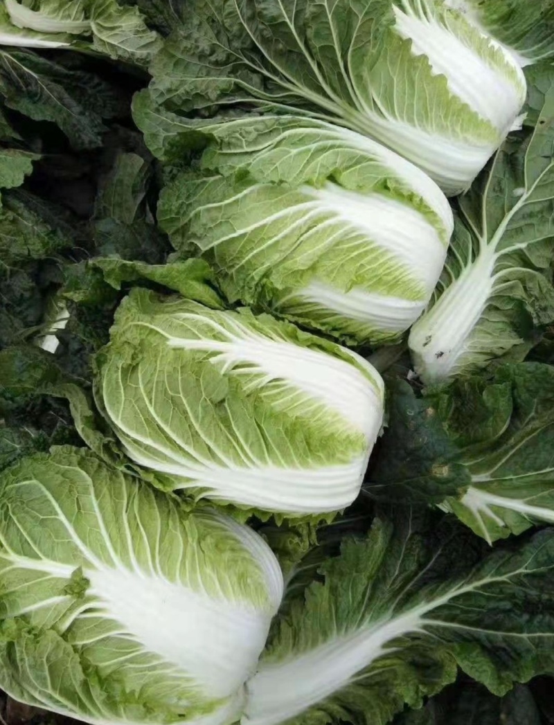 【热卖】黄心白菜湖北精品白菜产地直发保质保量可视频