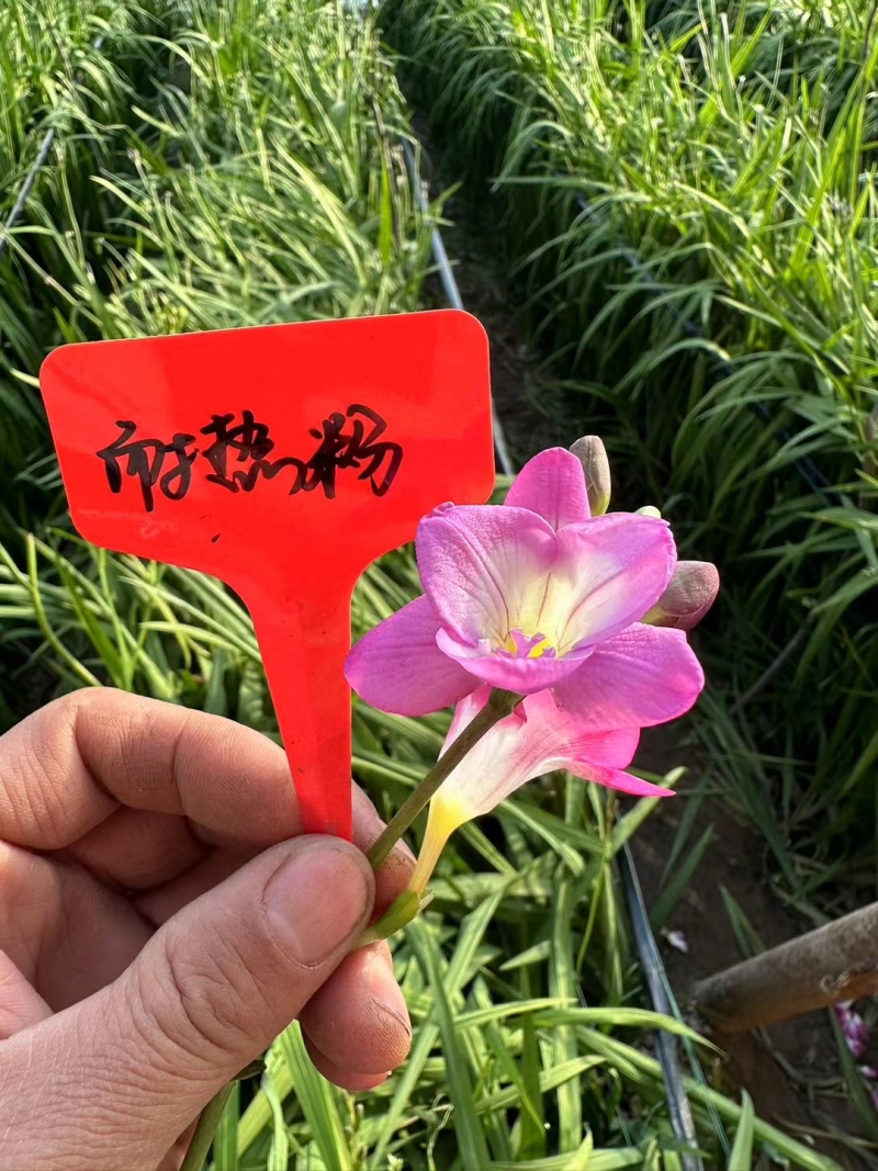 香雪兰种球基地直发，电商绿化。花海，盆栽，大棚鲜切花。