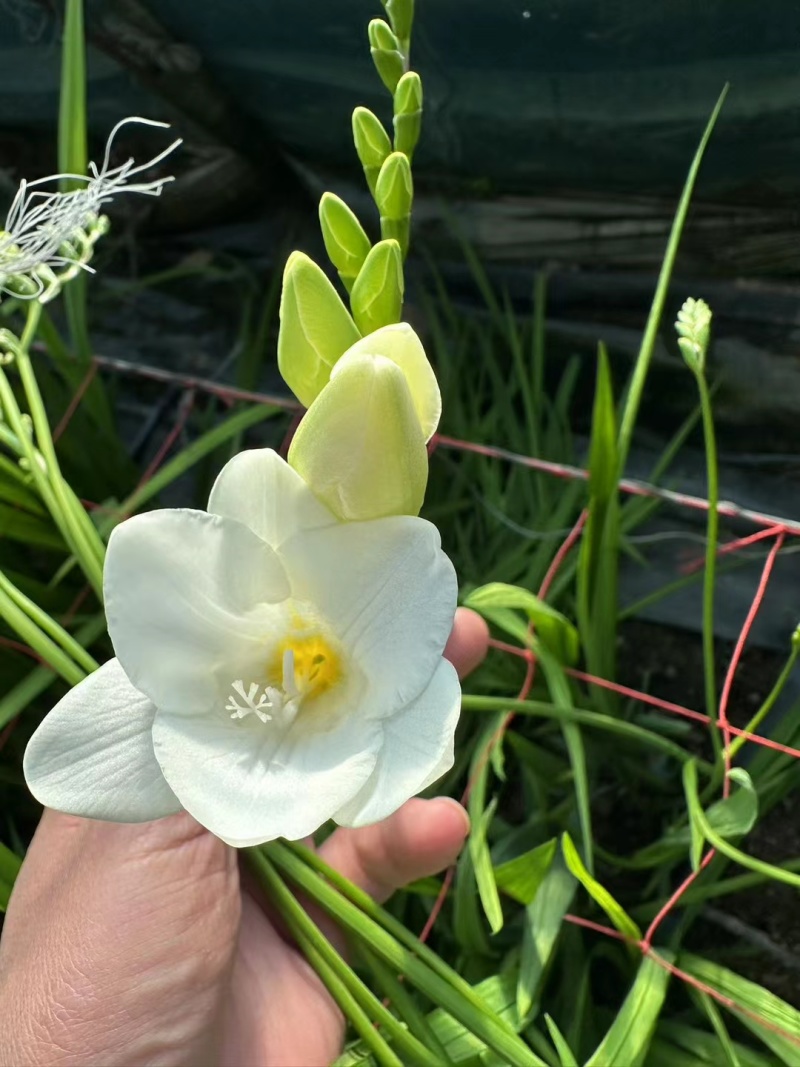 香雪兰种球基地直发，电商绿化。花海，盆栽，大棚鲜切花。