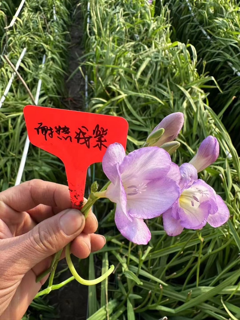 香雪兰种球基地直发，电商绿化。花海，盆栽，大棚鲜切花。