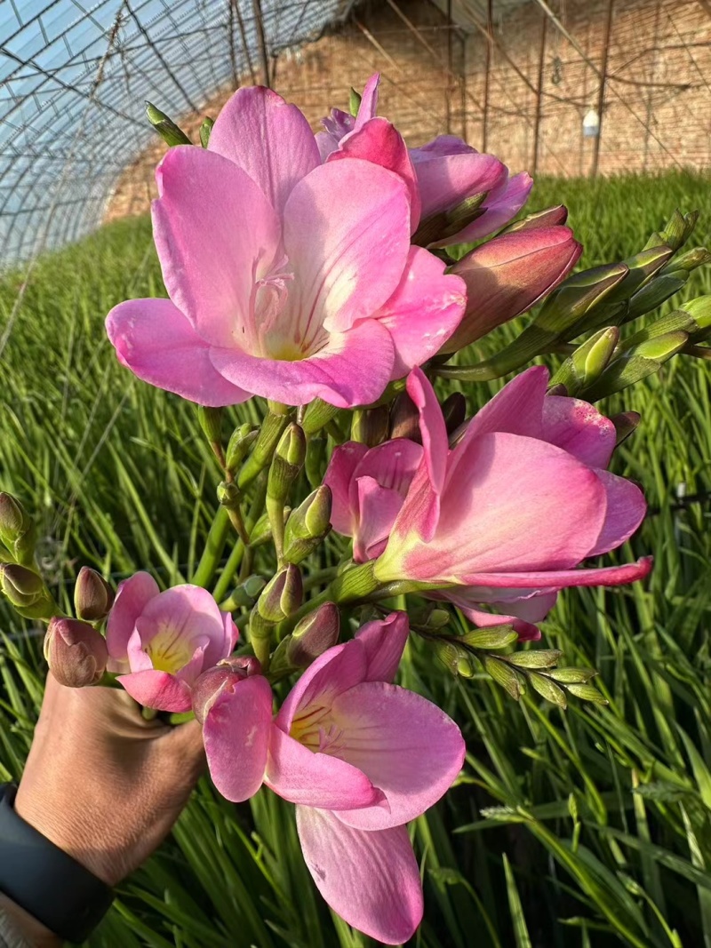 香雪兰种球基地直发，电商绿化。花海，盆栽，大棚鲜切花。