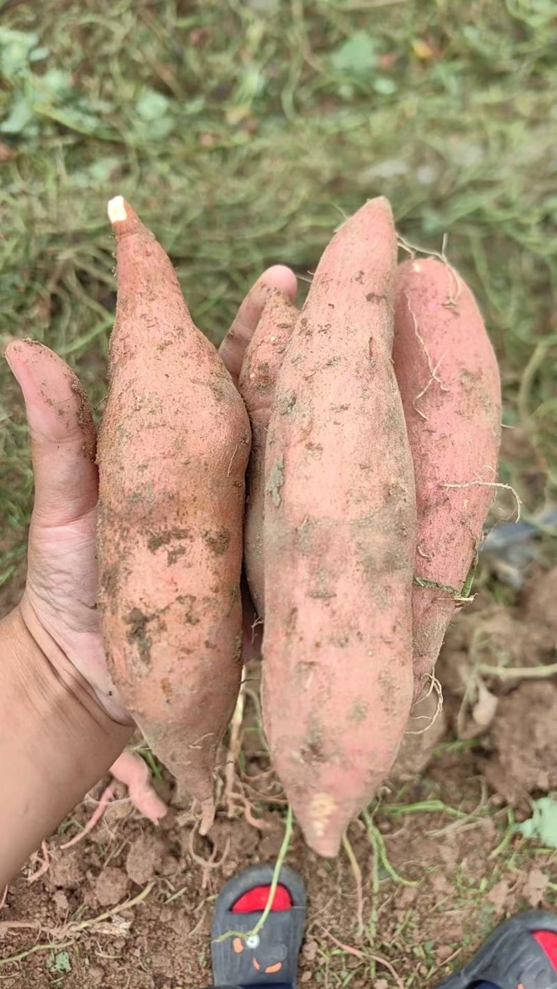 红薯*龙九，加工厂、市场、电商平台，生鲜配送，各种包装