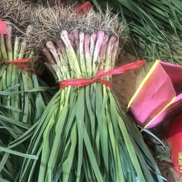 武山县洛门红根蒜苗根正苗红