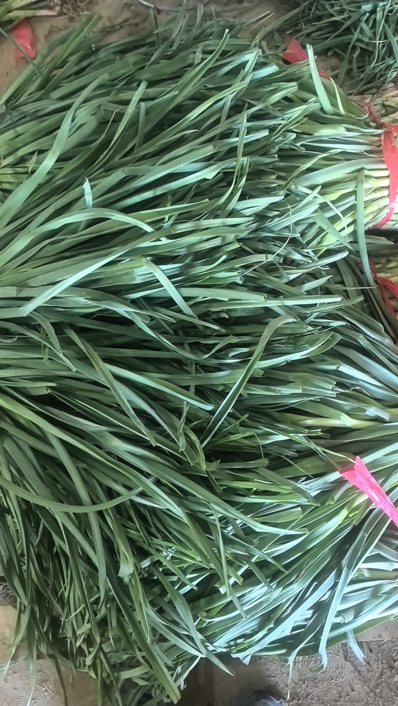 武山县洛门红根蒜苗根正苗红