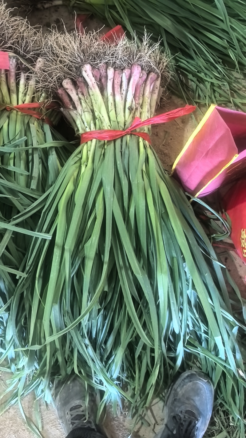 武山县洛门红根蒜苗根正苗红