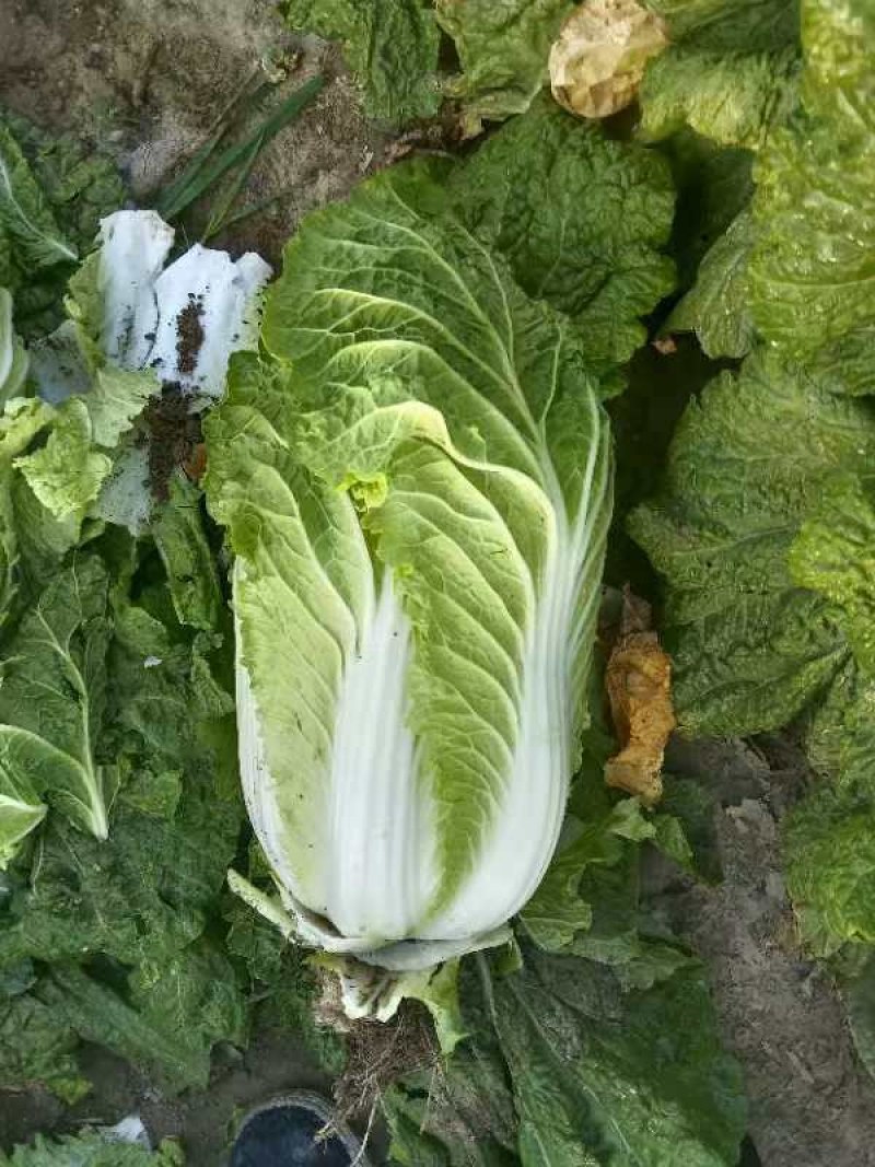 大白菜