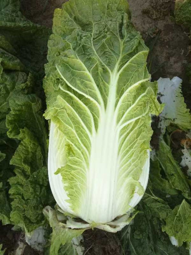 大白菜