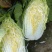 大白菜