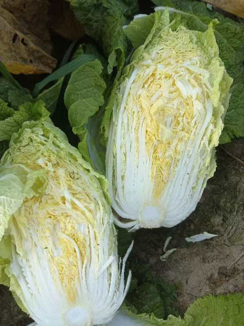 大白菜