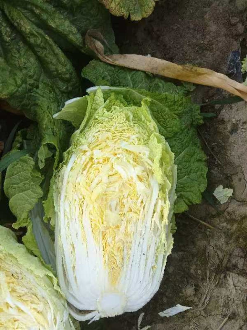 大白菜