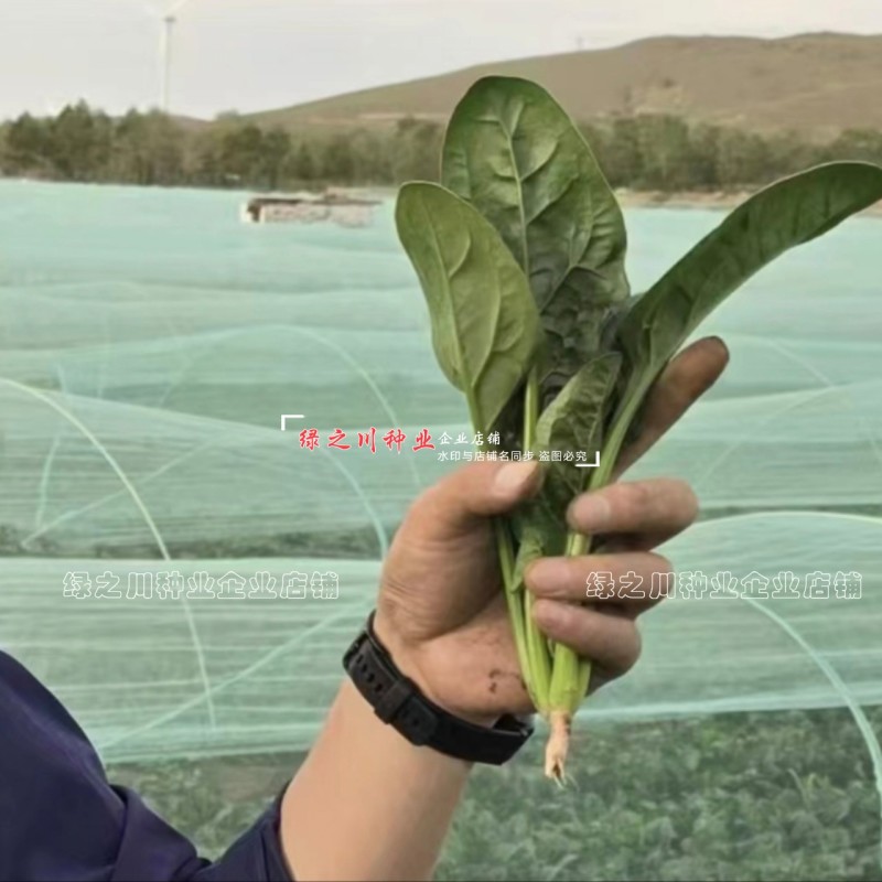 荷兰帝王菠菜种子耐寒耐抽苔抗病越冬春秋蔬菜种肉厚直立优良
