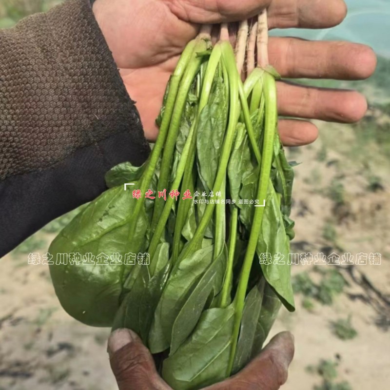 荷兰帝王菠菜种子耐寒耐抽苔抗病越冬春秋蔬菜种肉厚直立优良