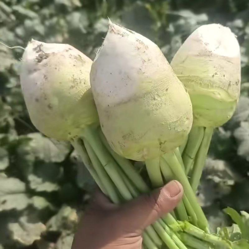 全国各地代发芥菜
