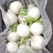 精品川渝圆萝卜上市，8吨起批，洗货泥货都可以安排