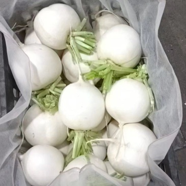 精品川渝圆萝卜上市，8吨起批，洗货泥货都可以安排
