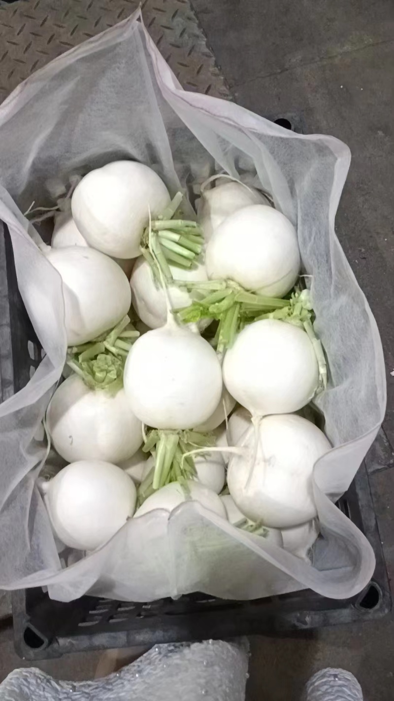 精品川渝圆萝卜上市，8吨起批，洗货泥货都可以安排