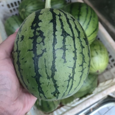 2k糖丸西瓜，冰激凌小西瓜缘梦小西瓜