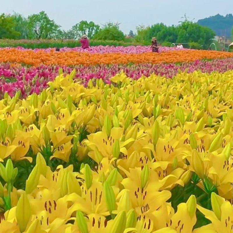 耐寒越冬百合种球多年生，电商，花海，绿化，庭院种植