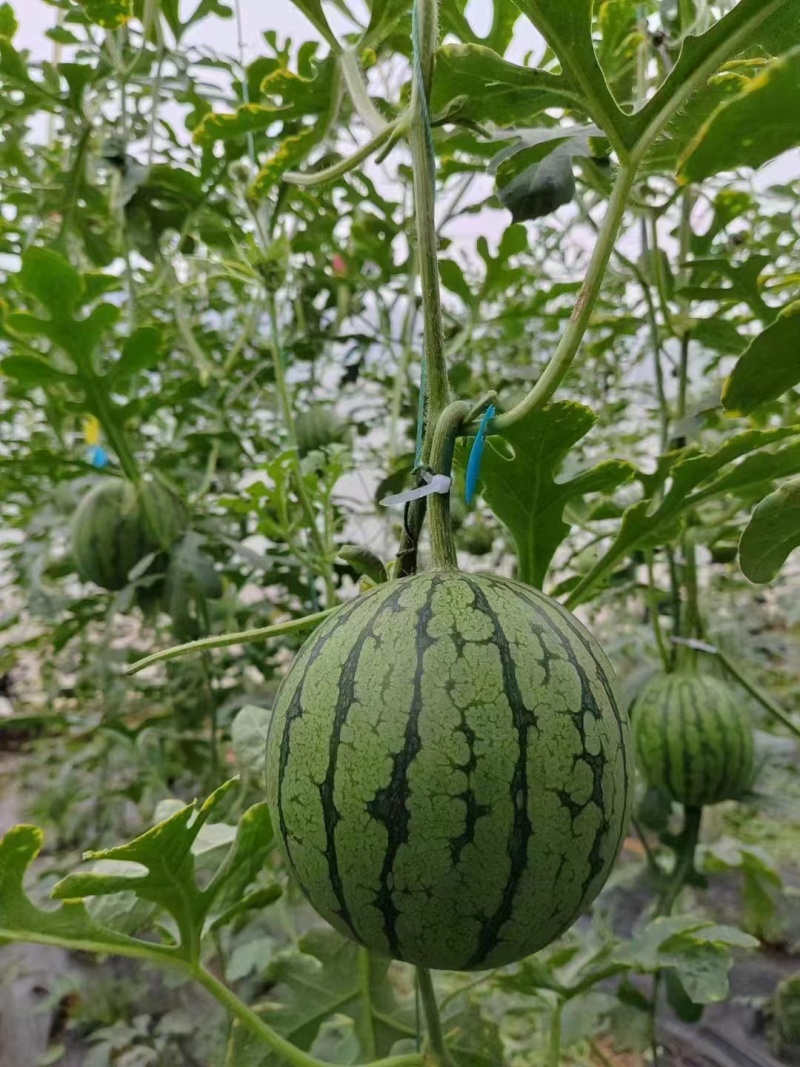 2k糖丸西瓜，冰激凌小西瓜缘梦小西瓜
