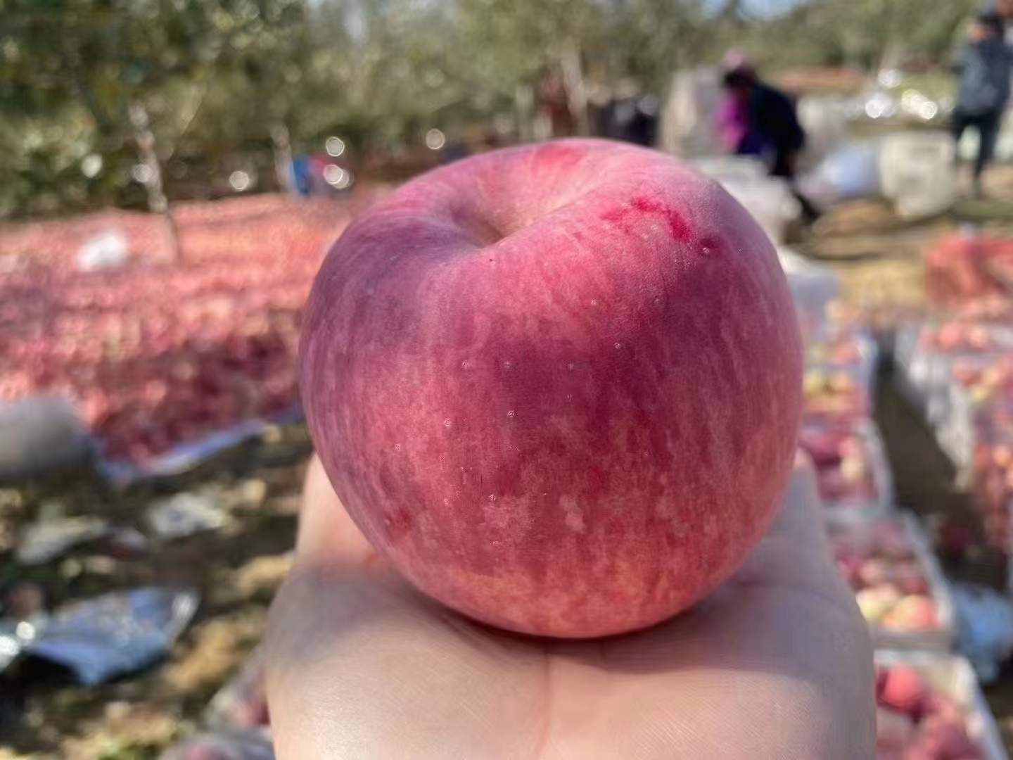 红肉苹果与嘎啦苹果营养成分对比图
