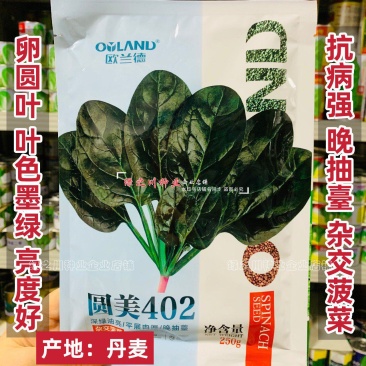 丹麦菠菜种子圆美402菠菜种籽高产墨绿菠菜杂交种籽抗病
